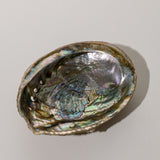Abalone Muschel